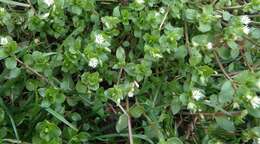 Image of common chickweed