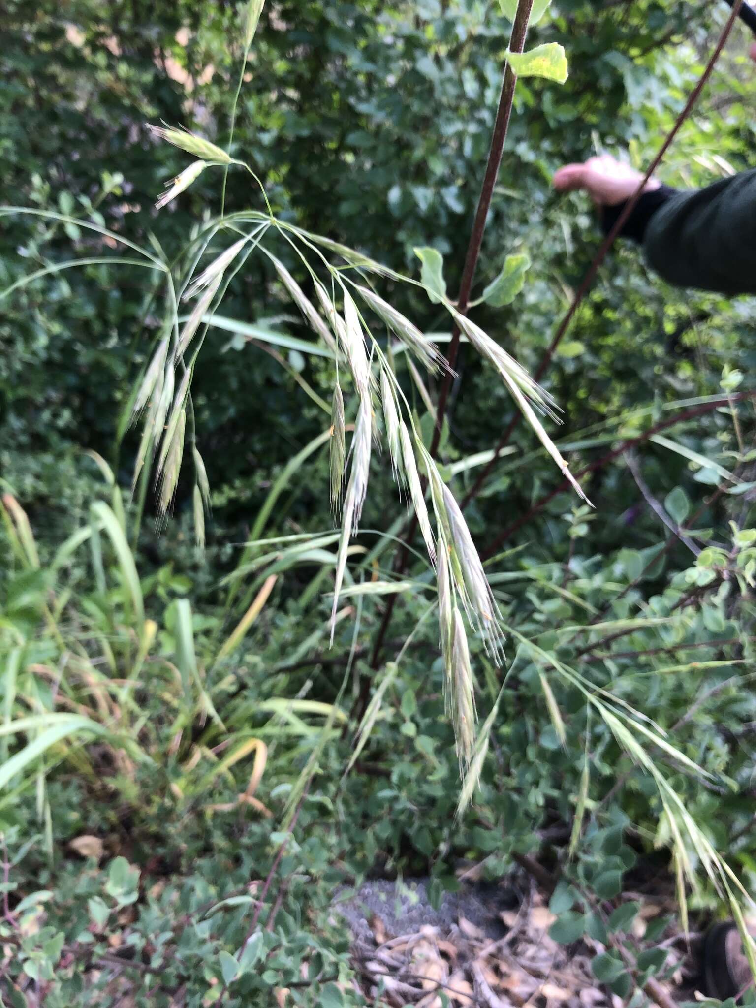 Image of California brome