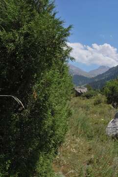 Plancia ëd Juniperus pseudosabina Fisch. & C. A. Mey.