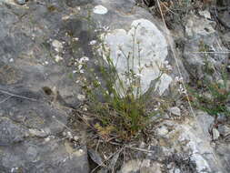 Plancia ëd Asperula rumelica Boiss.