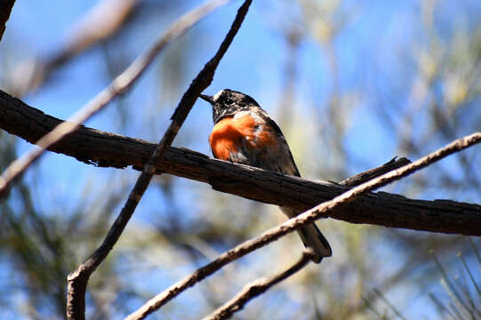 Image of Scarlet Robin