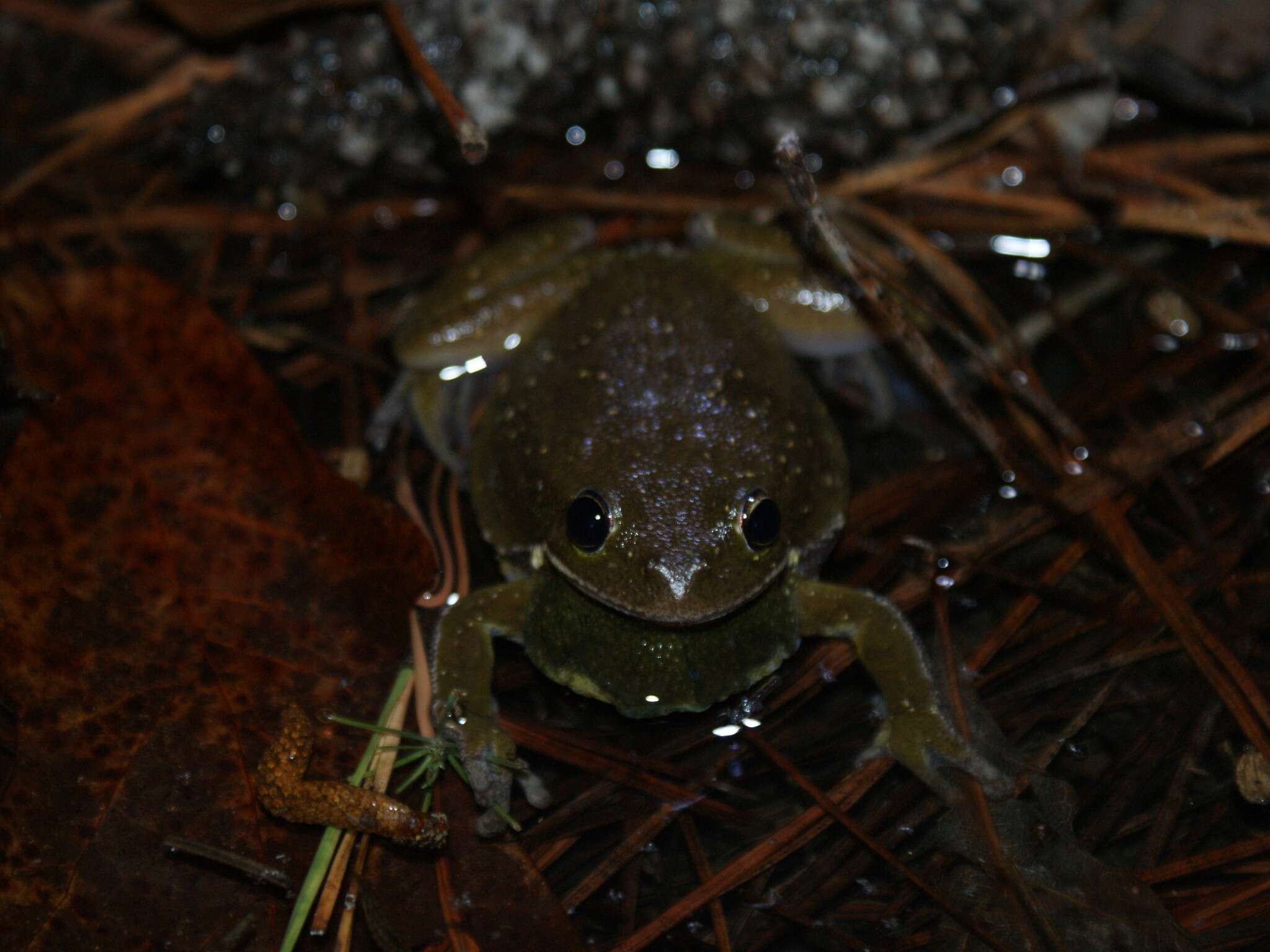 Image of Barking Treefrog