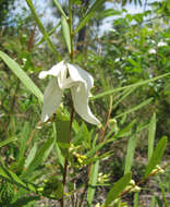 Image of Slimleaf pawpaw