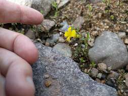 Image de Gratiola aurea Muhl.