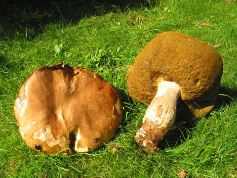 Image of Cep