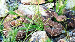 Imagem de Crotalus ruber ruber Cope 1892