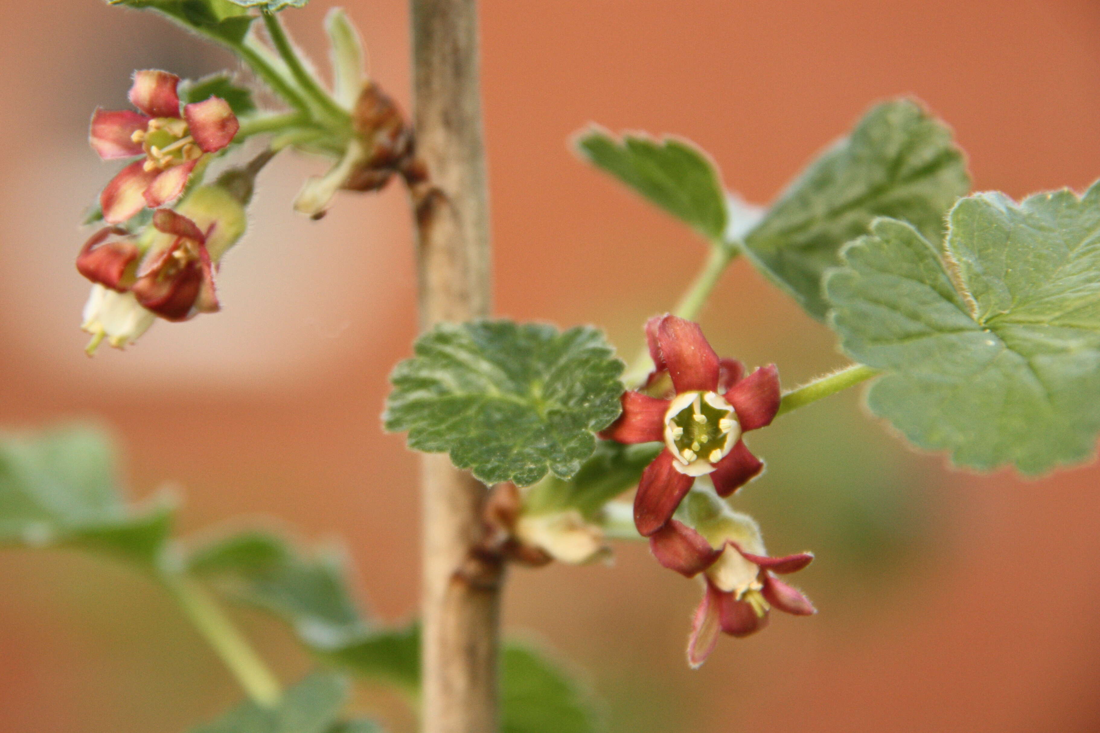 Image of Ribes × nidigrolaria