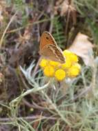 Image of Coenonympha dorus Esper 1782