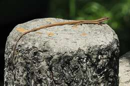 Image of Kuhne’s Grass Lizard