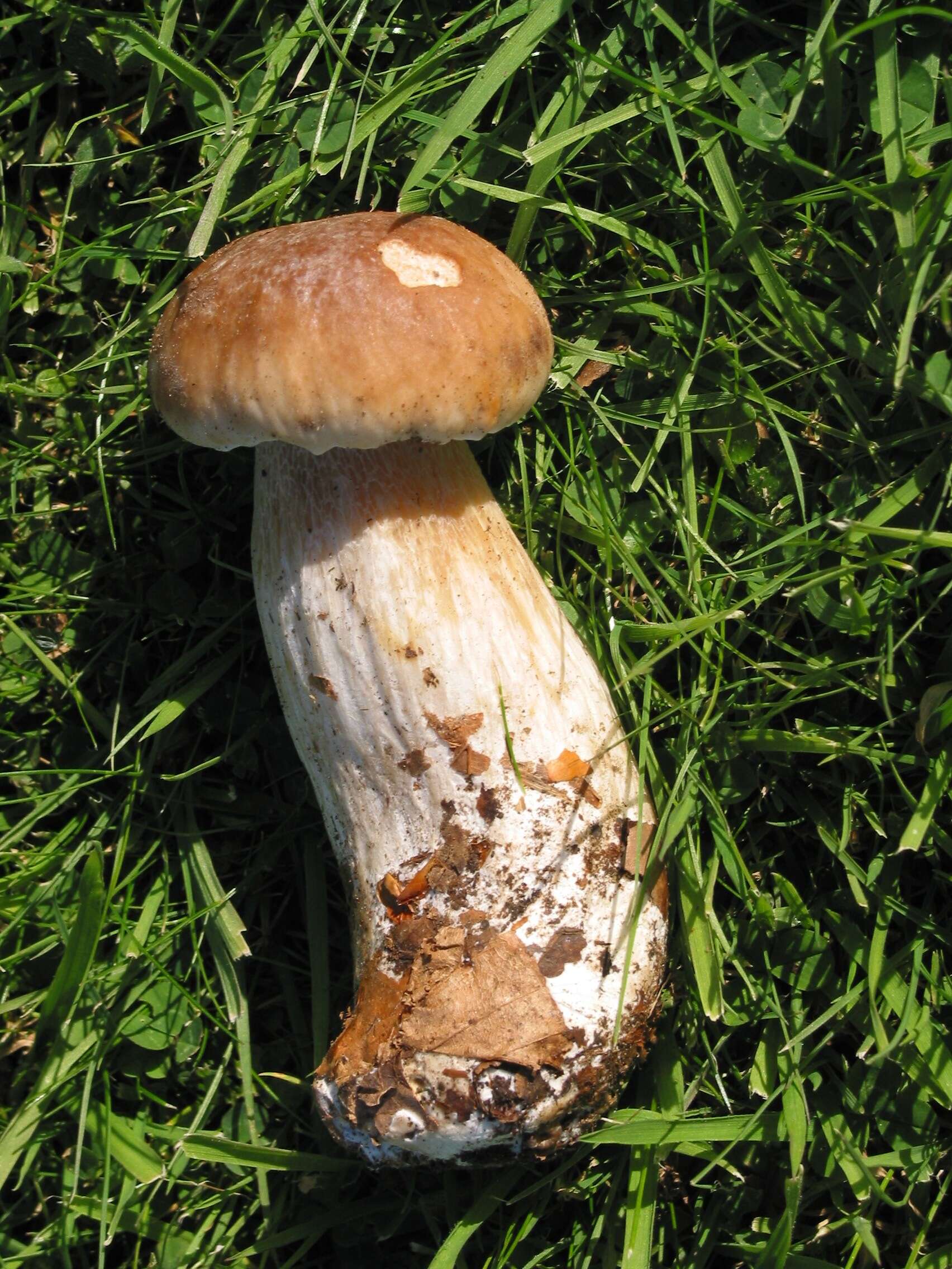 Image of Cep