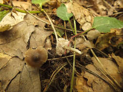 Image of Entoloma subradiatum (Kühner & Romagn.) M. M. Moser 1978