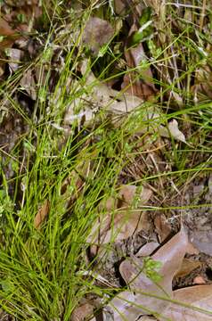 Imagem de Isolepis carinata Hook. & Arn. ex Torr.