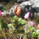 Imagem de Erica doliiformis Salisb.