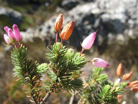 Imagem de Erica doliiformis Salisb.