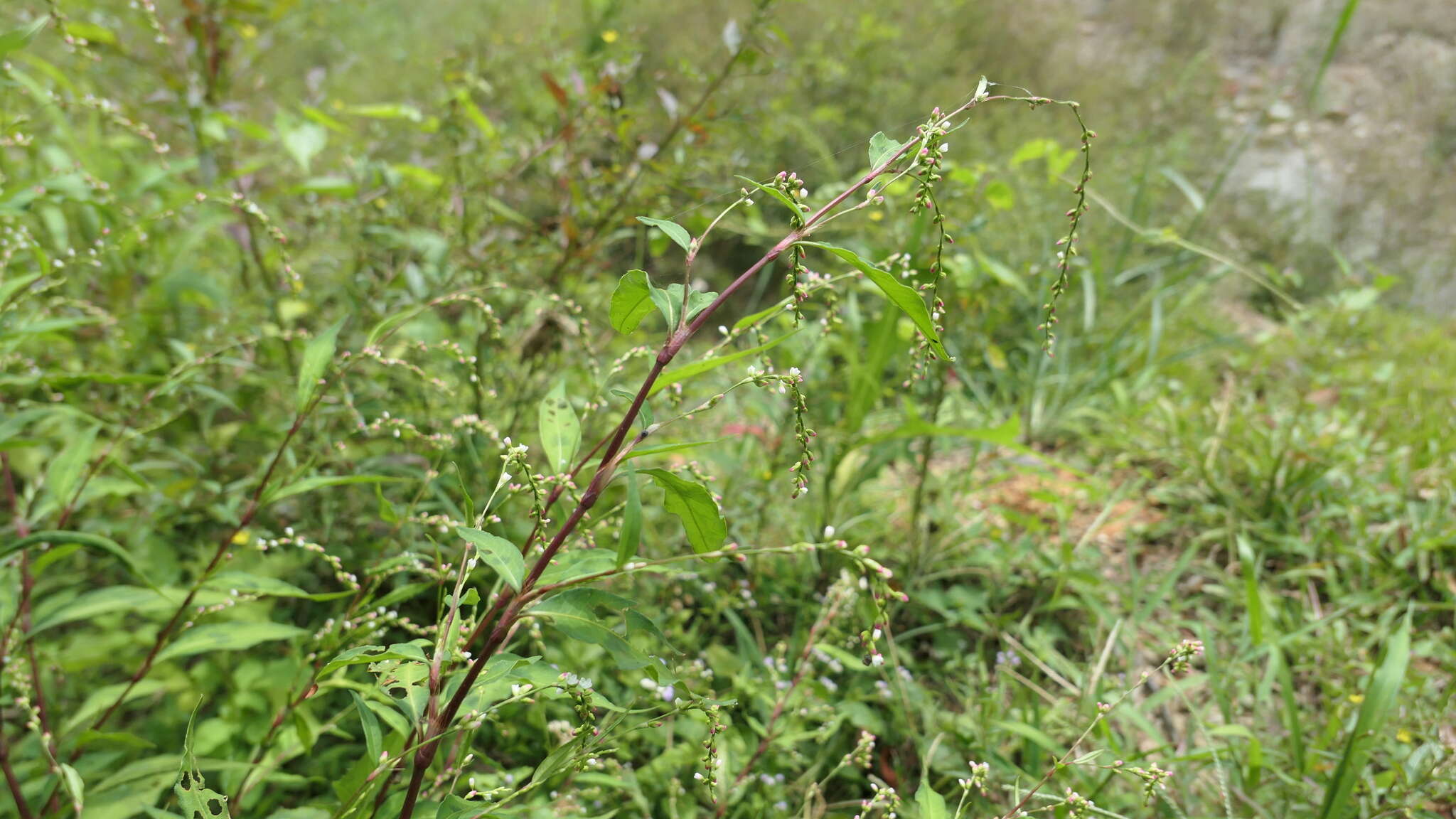 صورة Persicaria pubescens (Bl.) Hara