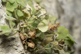 Image of Cymbalaria microcalyx subsp. acutiloba (Boiss. & Heldr.) W. Greuter