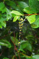 Image of Epophthalmia elegans (Brauer 1865)