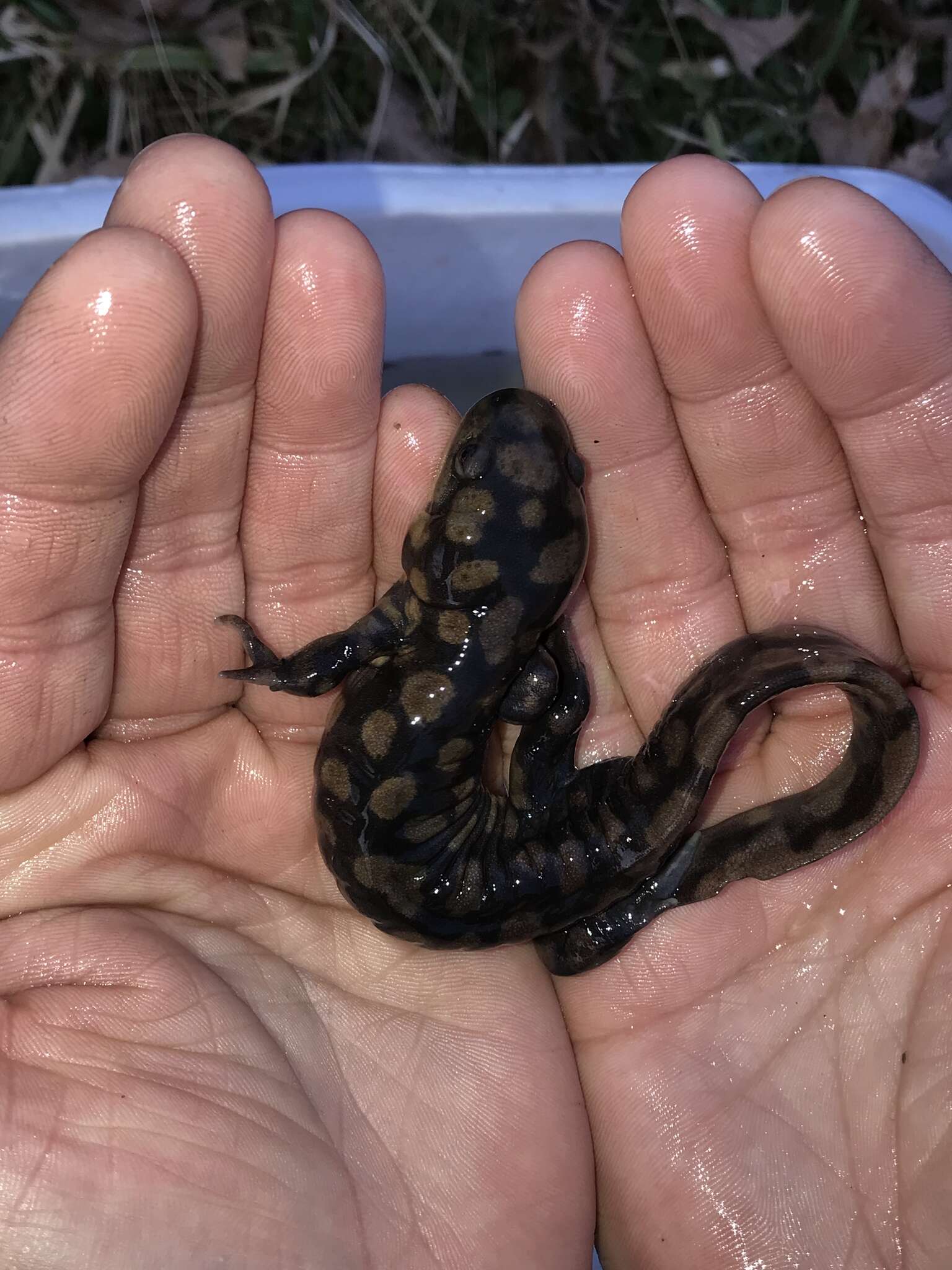 Слика од Ambystoma tigrinum (Green 1825)