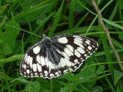 Image of marbled white