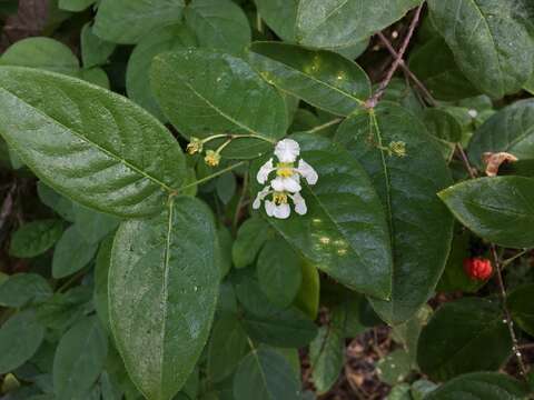 Image of Woodbury's stingingbush