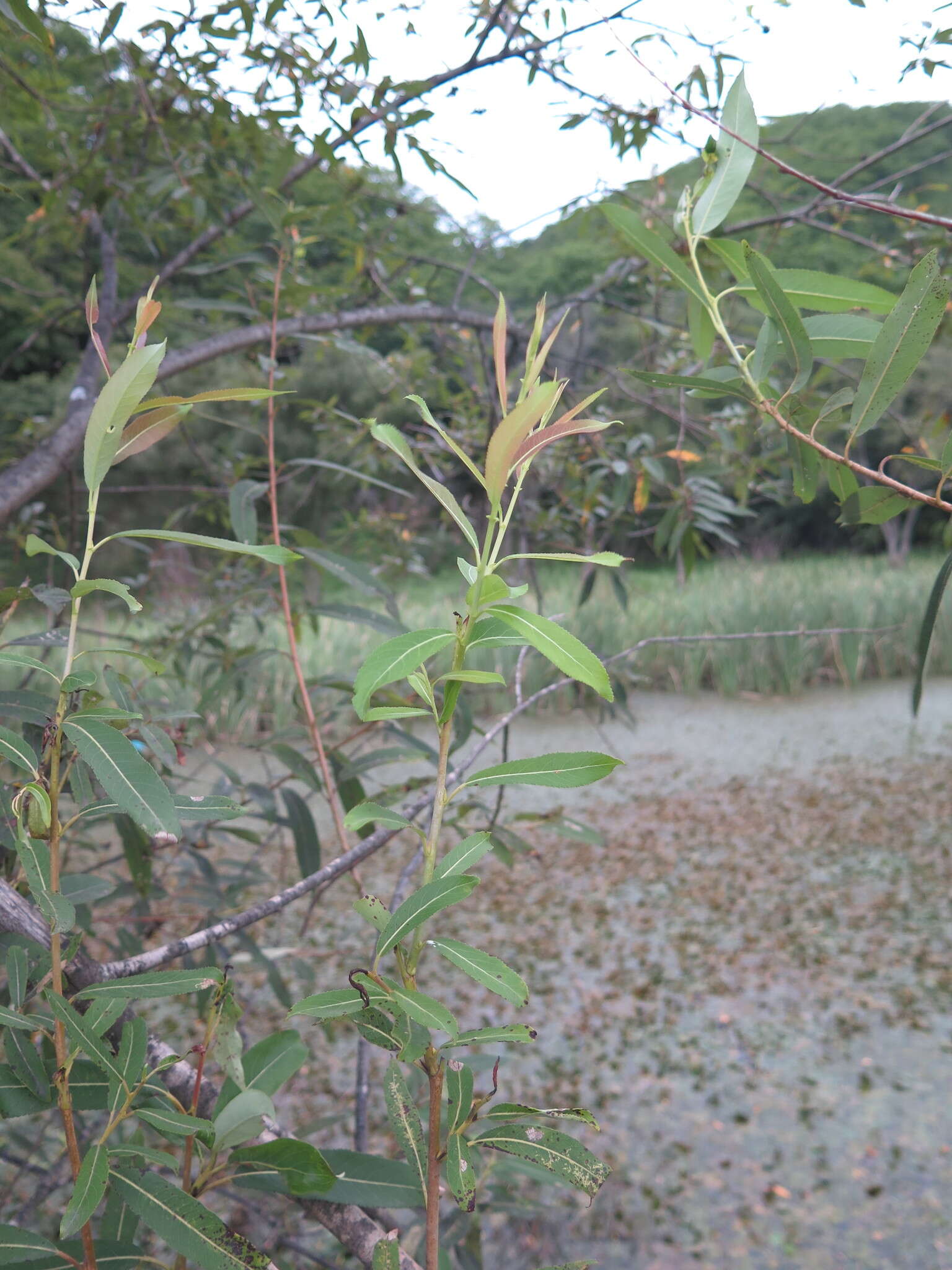 Image of Salix subfragilis Anderss.