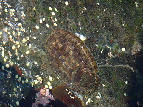 Image de Chiton stokesii Broderip 1832