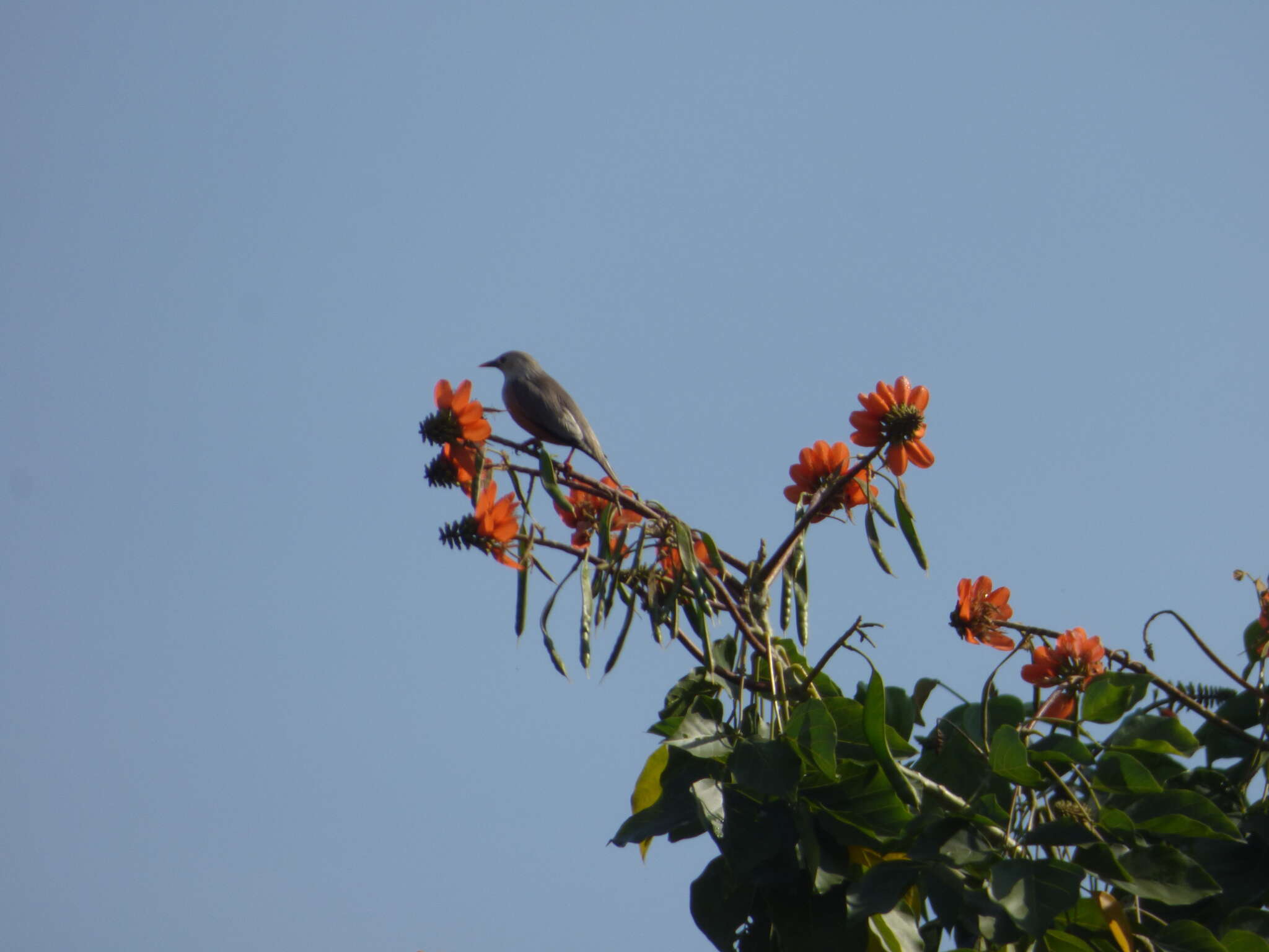 Image of Malabar Starling