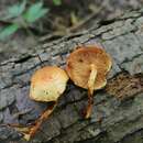 Image of Pholiota tuberculosa (Schaeff.) P. Kumm. 1871