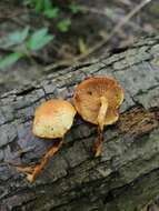 Image of Pholiota tuberculosa (Schaeff.) P. Kumm. 1871