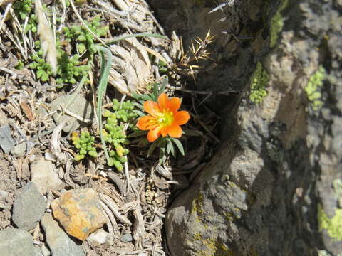 Слика од Calandrinia caespitosa Gill. ex Arn.