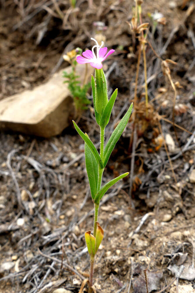 Image de Silene conoidea L.