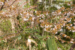 Image de Prunus nipponica Matsum.