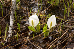 Image of Lysichiton camtschatcensis (L.) Schott