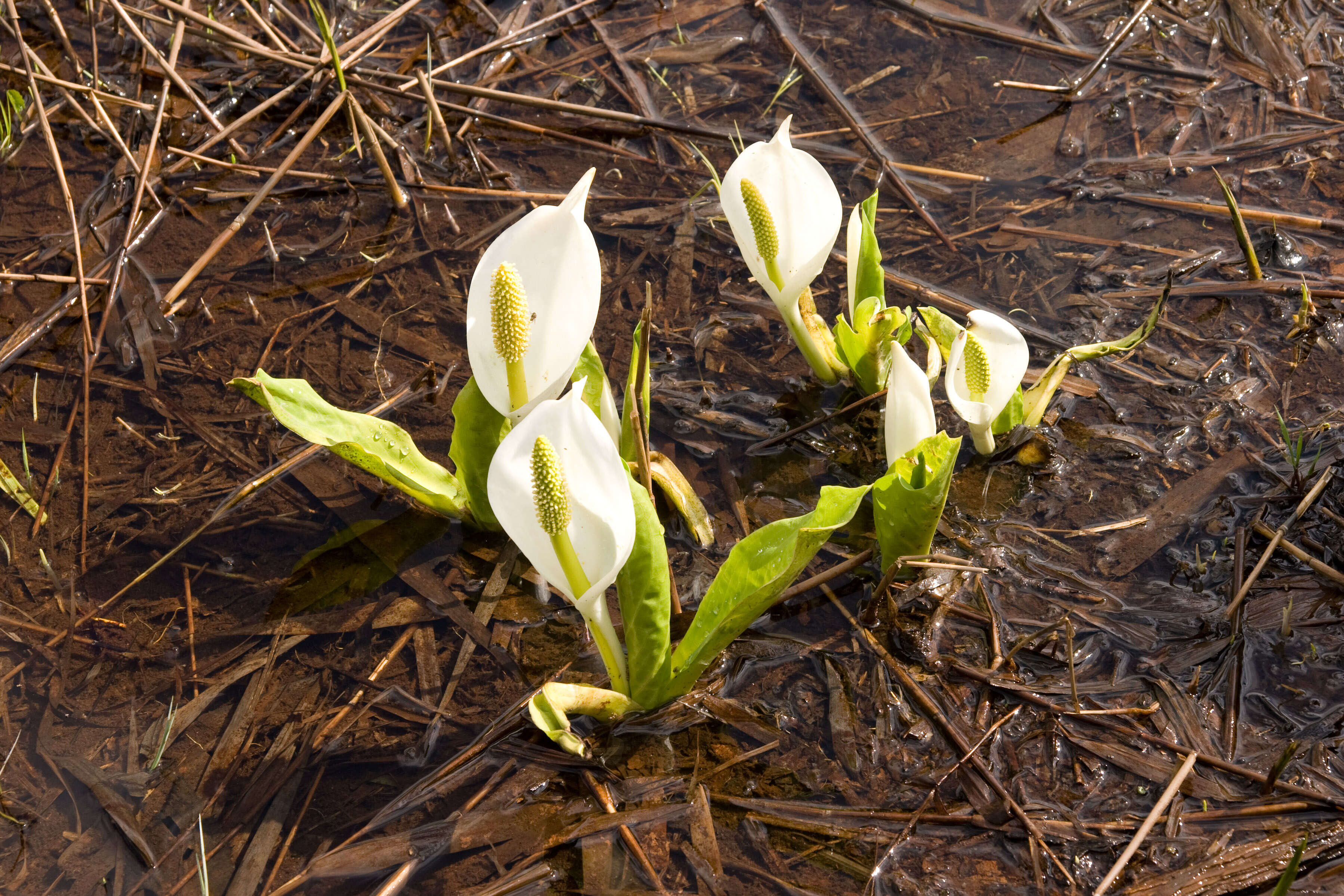 Image of Lysichiton camtschatcensis (L.) Schott