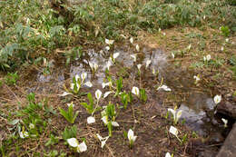 Image of Lysichiton camtschatcensis (L.) Schott