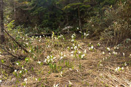 Image of Lysichiton camtschatcensis (L.) Schott