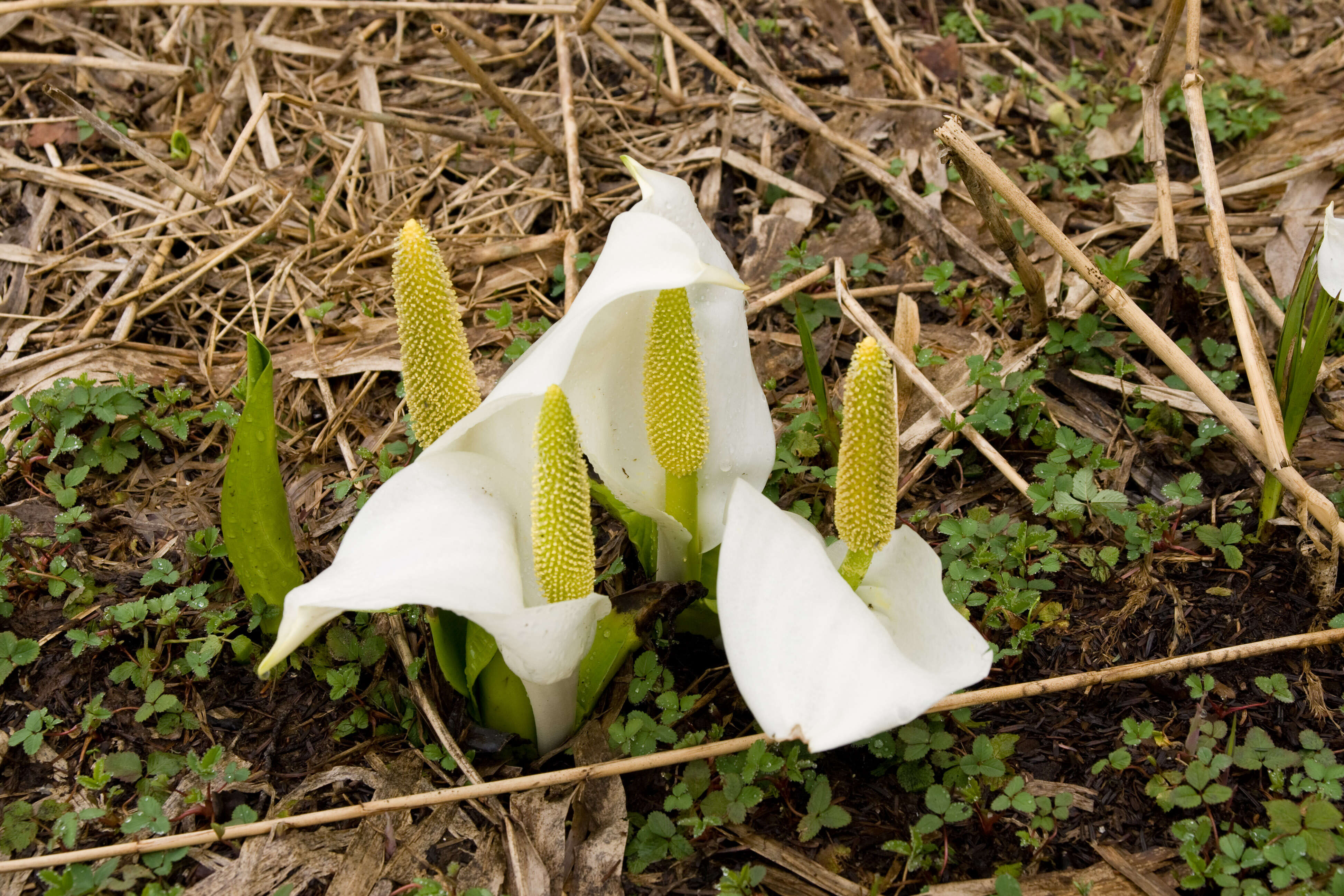 Image of Lysichiton camtschatcensis (L.) Schott