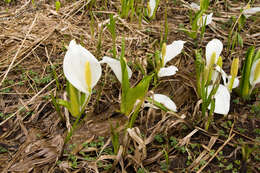 Image of Lysichiton camtschatcensis (L.) Schott