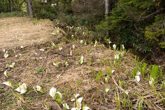 Image of Lysichiton camtschatcensis (L.) Schott