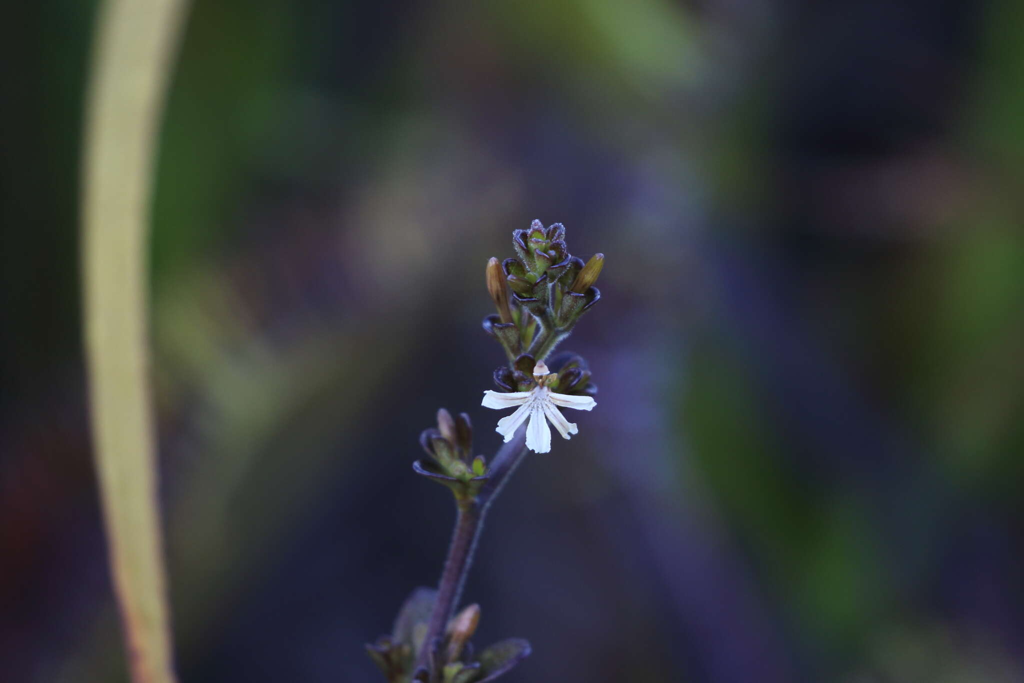 Imagem de Scaevola beckii Zahlbr.