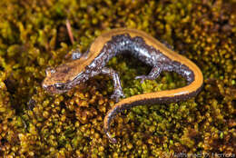 Image of Coeur d'Alene Salamander