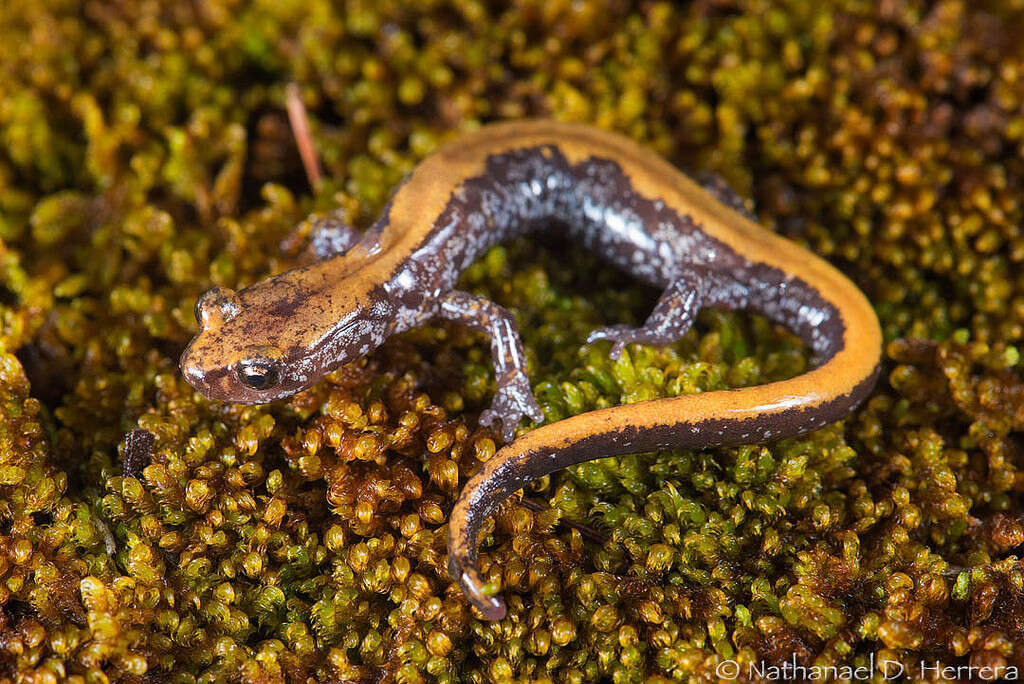 Image of Coeur d'Alene Salamander