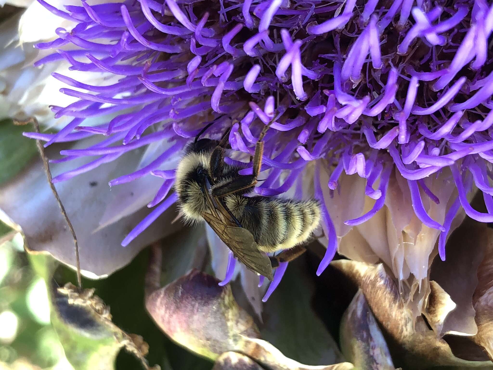 Imagem de Bombus appositus Cresson 1879