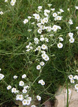 Image of stitchwort