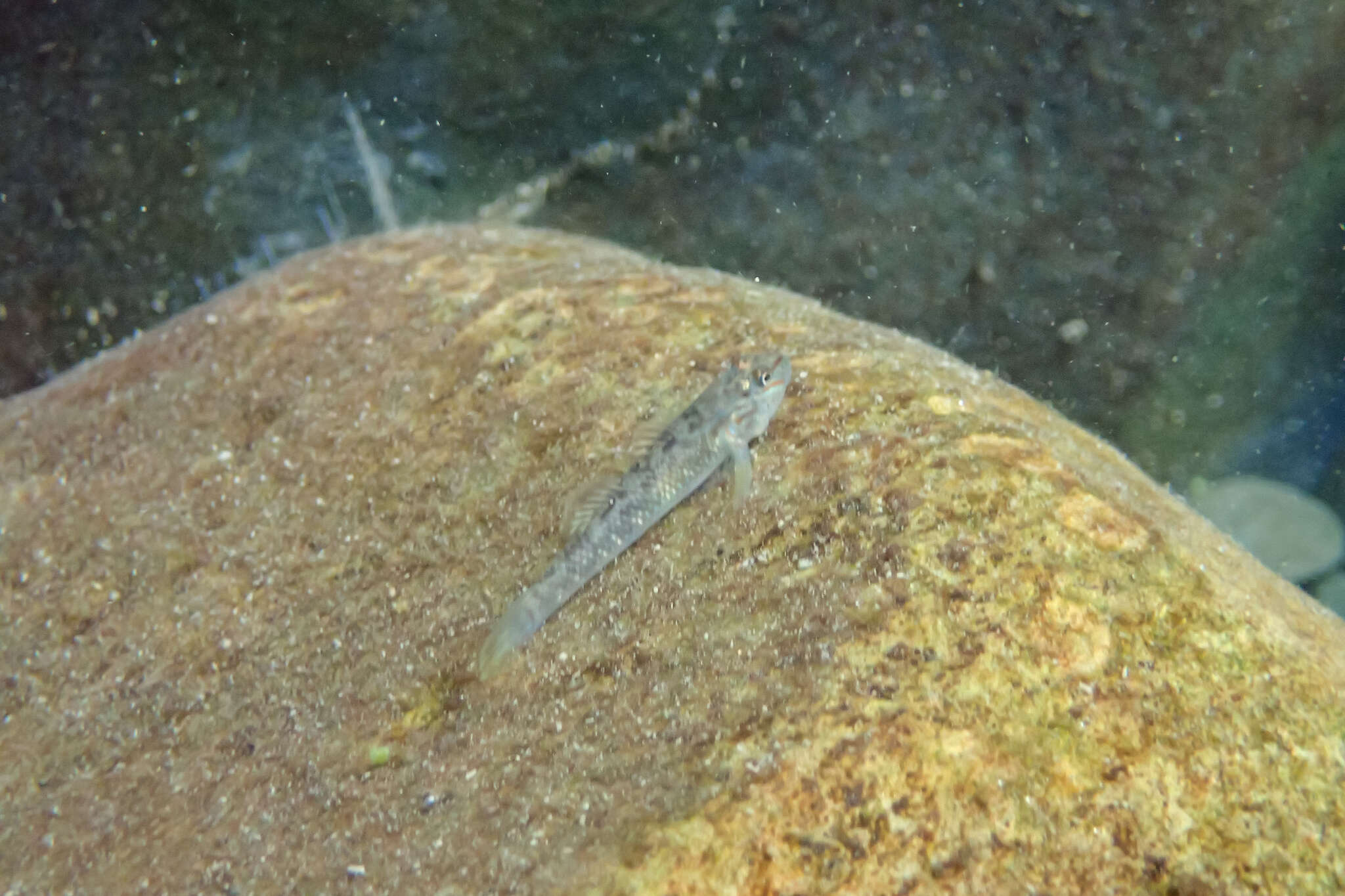 Слика од Rhinogobius candidianus (Regan 1908)