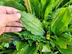 Image of Mexican plantain