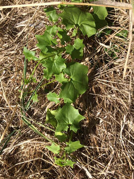 Image of Cape-ivy