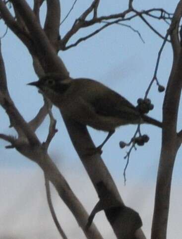 Image of Brown-headed Honeyeater