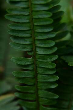 Image of Streamside Sword Fern