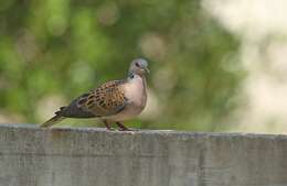 Image of turtle dove, european turtle dove